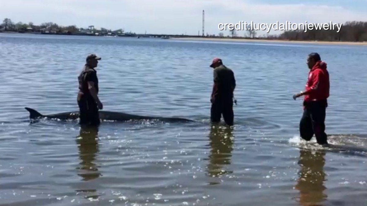 Whale 