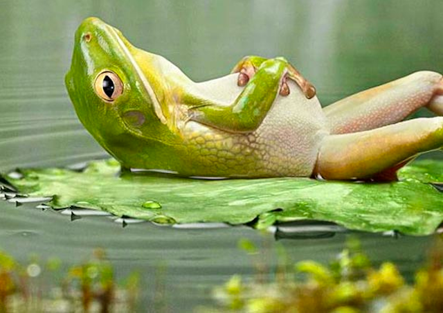 Click to enlarge frog