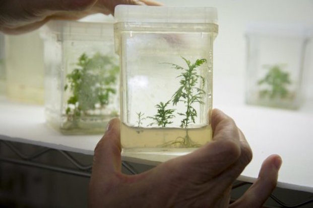 malaria cured plant therapy