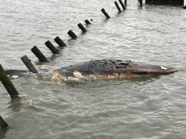 Click to enlarge A dead whale washed ashore at Port Mahon over the weekend. Its state of decomposition has made identification difficult thus far, but the MERR Institute’s best guess is that it’s a juvenile humpback whale.