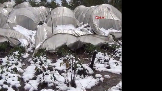 turkey strawberry greenhouses