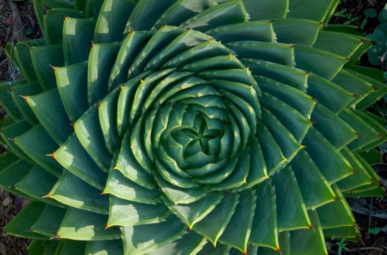 Biological mimicry