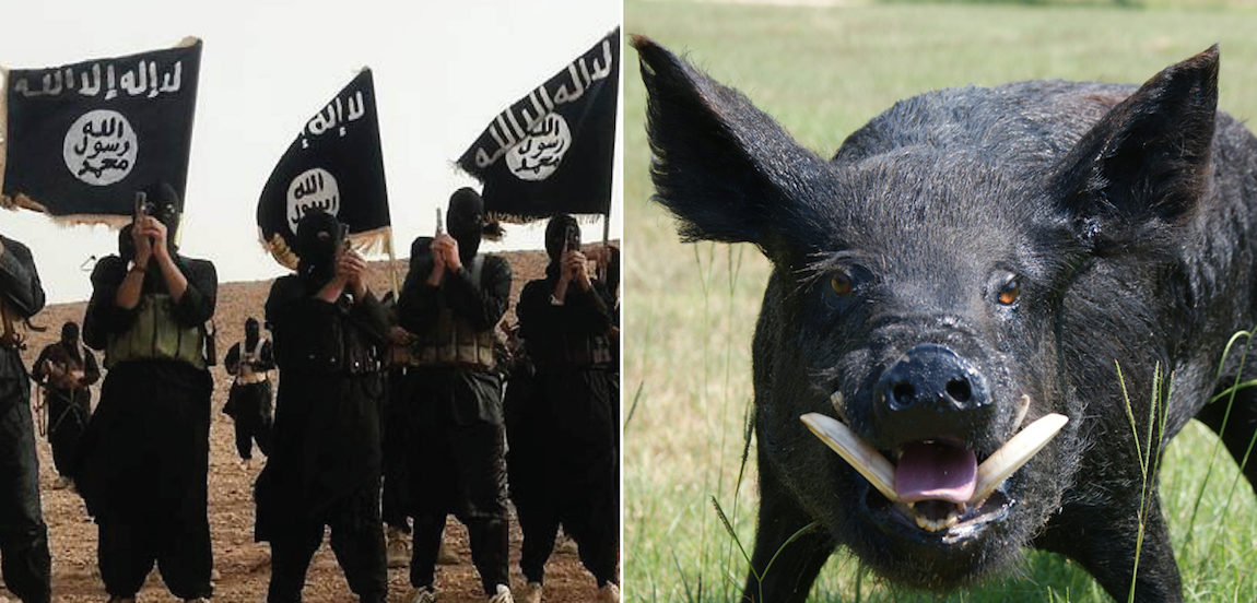 ISIS and wild boar