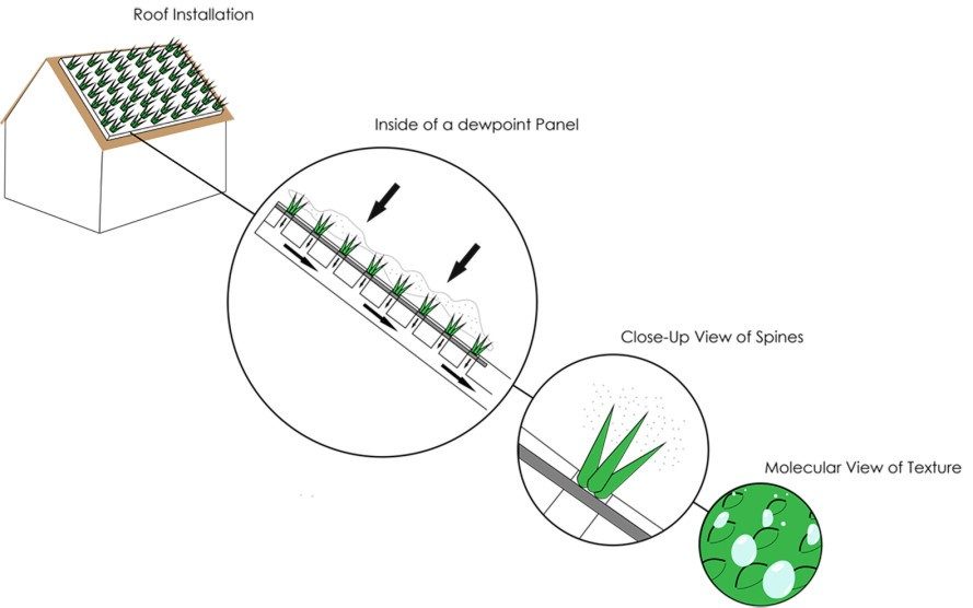 Biodesign Cactus