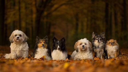 Click to enlarge dogs outside