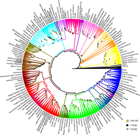 Click to enlarge dog breeds