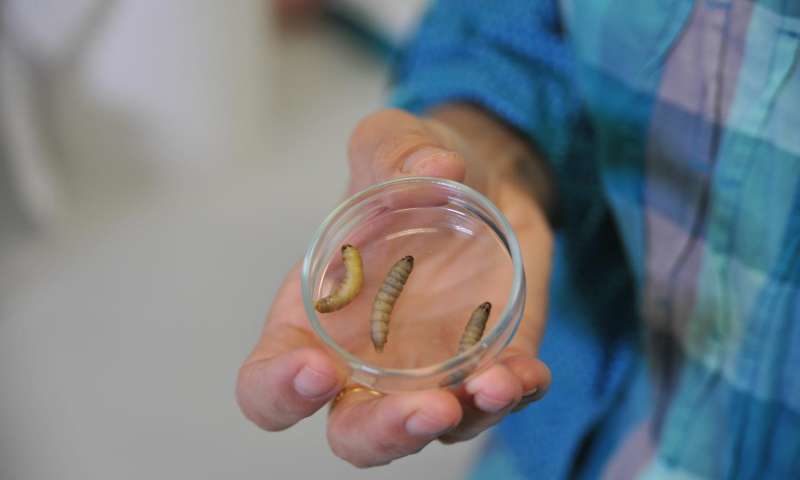 caterpillar eats plastic