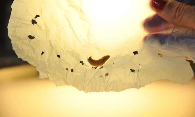 caterpillars eat plastic