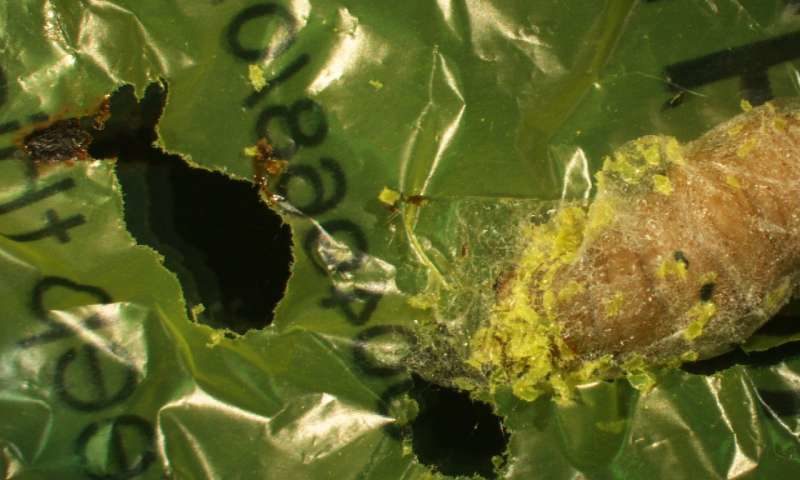 caterpillar eats plastic