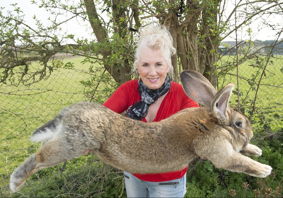Annette Edwards bunny
