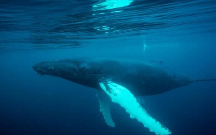 Humpback whale