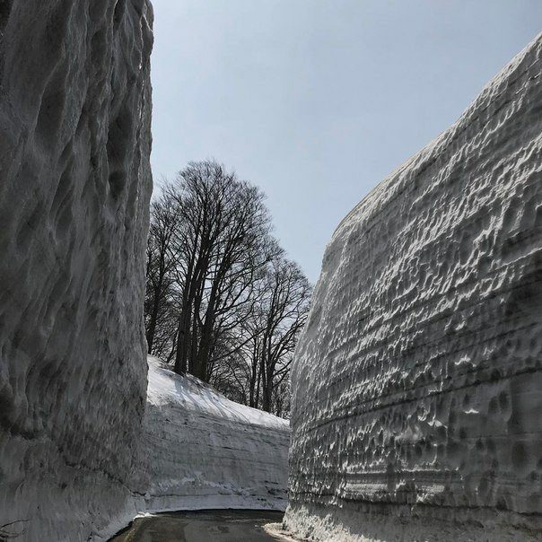 Huge amounts of snow, up to 8 m, at Mt Gassan, Yamagata prefecture, Japan over the past few days. 
