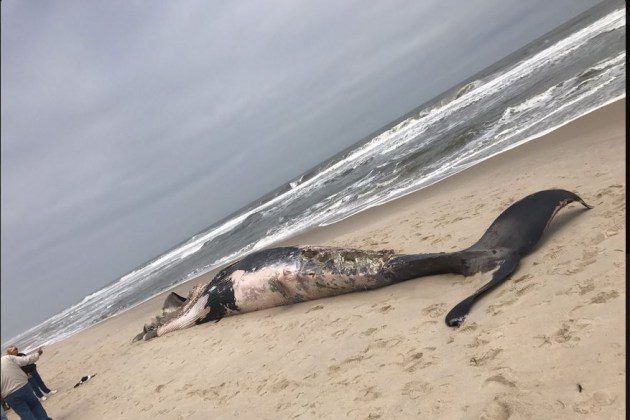 A dead 43-foot-long whale lies on the sand in Toms River N.J. hours after washing ashore on Wednesday April 26, 2017. 