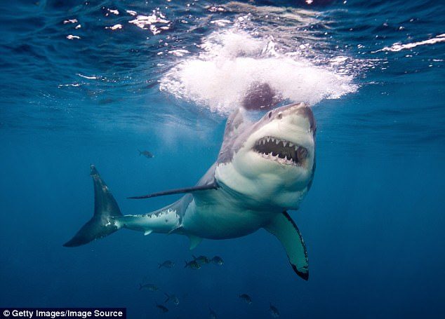 A shark came 'out of nowhere' and attacked a French tourist in her 20s while she was bodyboarding in New Zealand. She survived the rare attack with only a gash to her leg (stock image)