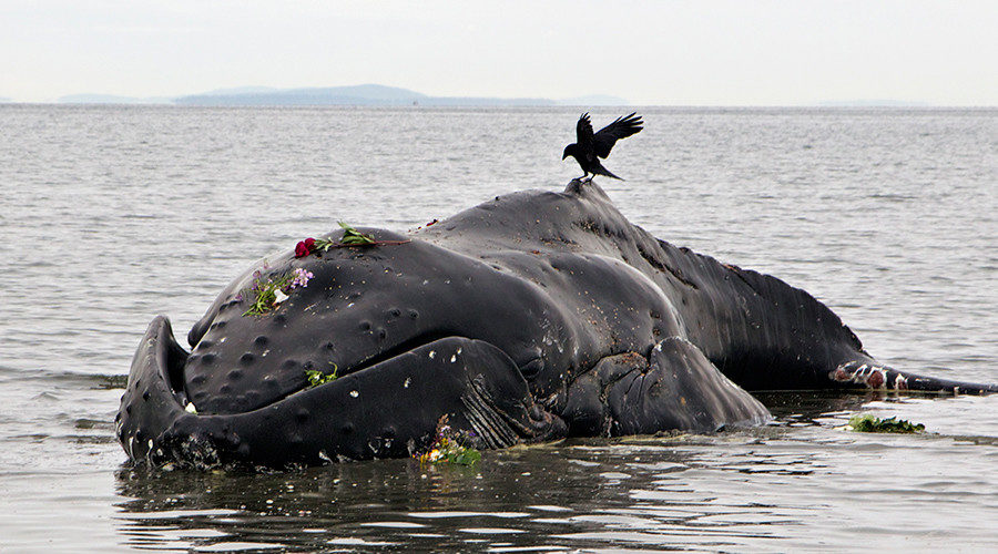 dead whale