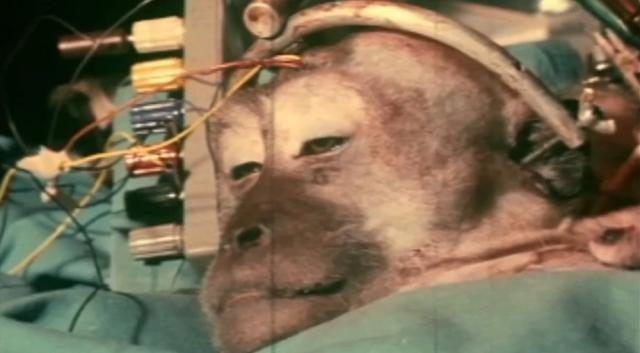 Click to enlarge monkey head transplant
