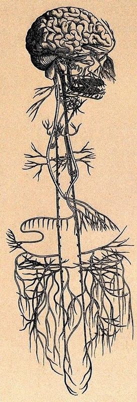 Click to enlarge vagus