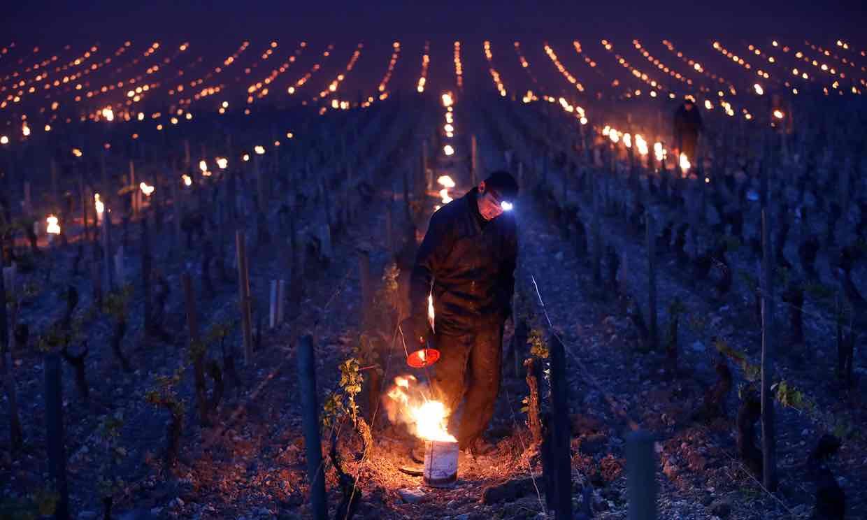 france vineyards