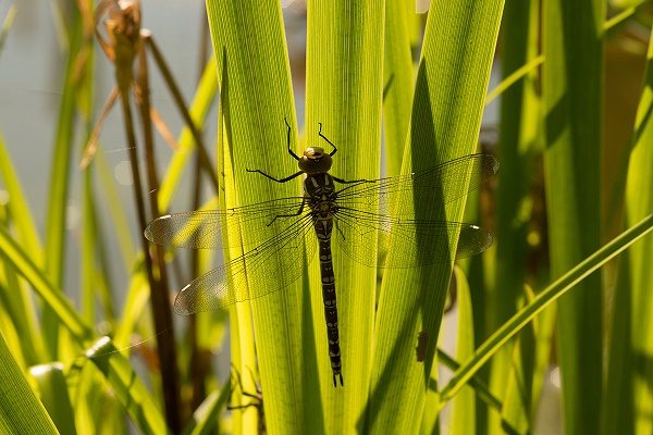 Dragonflies 