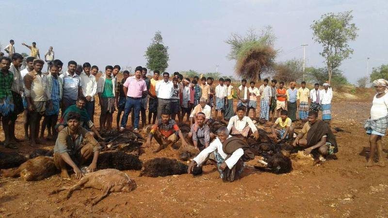  Around 55 sheep  killed due to lightning