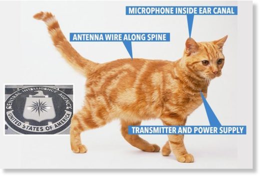 Cat spies