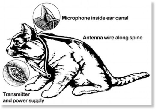 kitty transplant