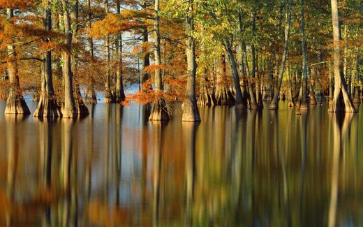Click to enlarge Cypress trees in Horseshoe Lake Nature Preserve