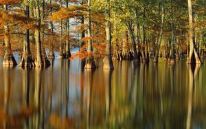 Cypress trees in Horseshoe Lake Nature Preserve