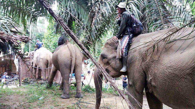 Click to enlarge Elephants cross an oil palm plantation in Langkat regency, North Sumatra, recently.