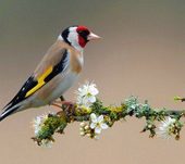 Click to enlarge Bird