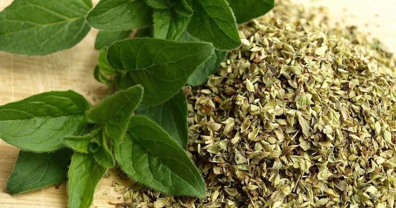 oregano