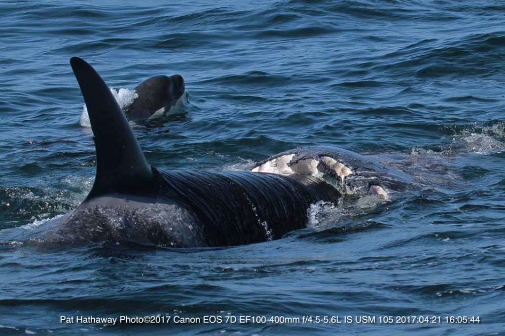 killer whales monterrey california