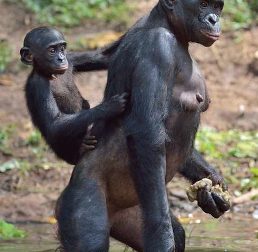 Click to enlarge bonobos