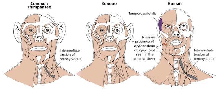 Click to enlarge relationship chimpanzees humans bonobos
