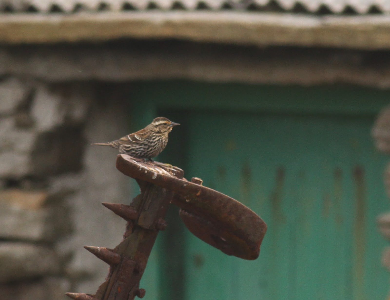 Click to enlarge Female red-winged blackbird
