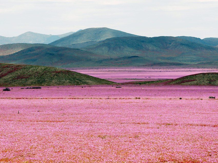 Atacama Desert