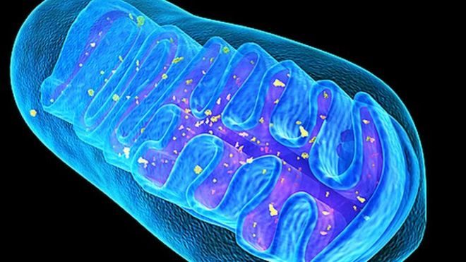 Click to enlarge mitochondria