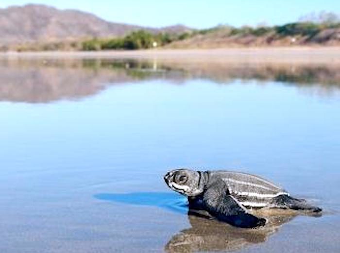 coastal turtle