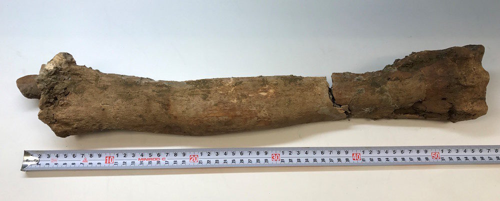 Click to enlarge Camelops bone