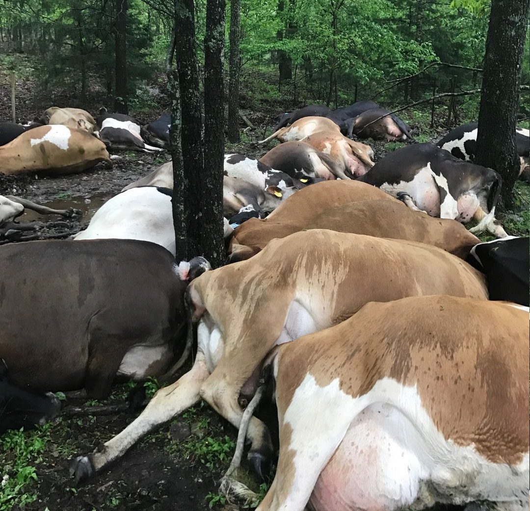 Texas County farmer Jared Blackwelder found 32 of his dairy cows dead on Saturday.