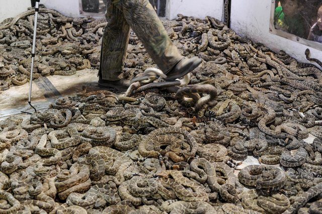 Rattlesnake pit