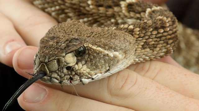 Rattlesnake with it's mouth sewn shut