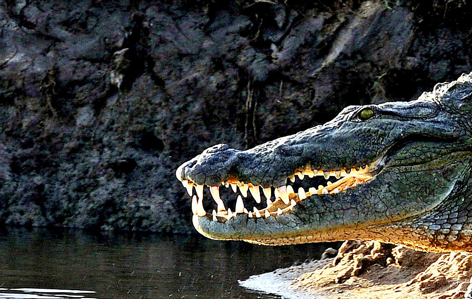 Click to enlarge Crocodile in Sri Lanka