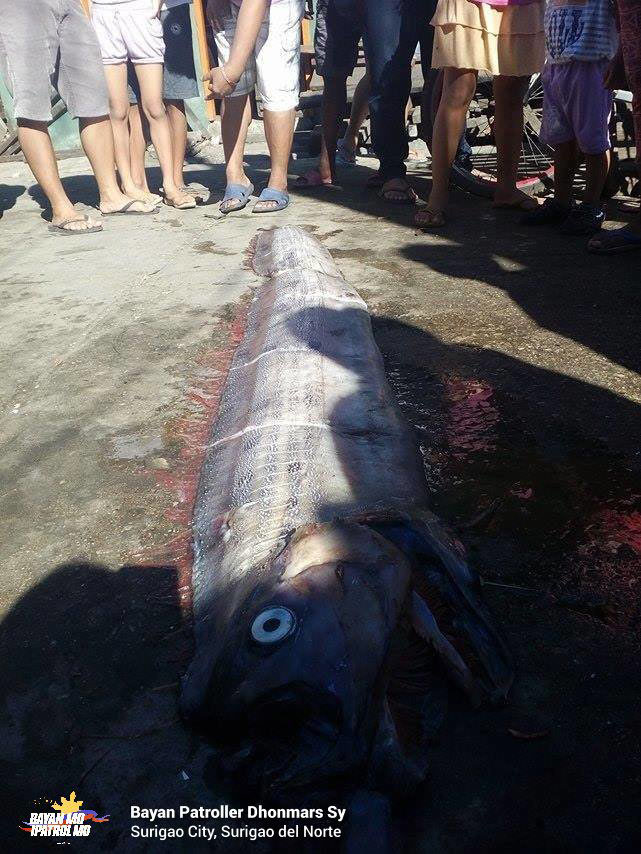 A dead oarfish found on the shores of Surigao City.