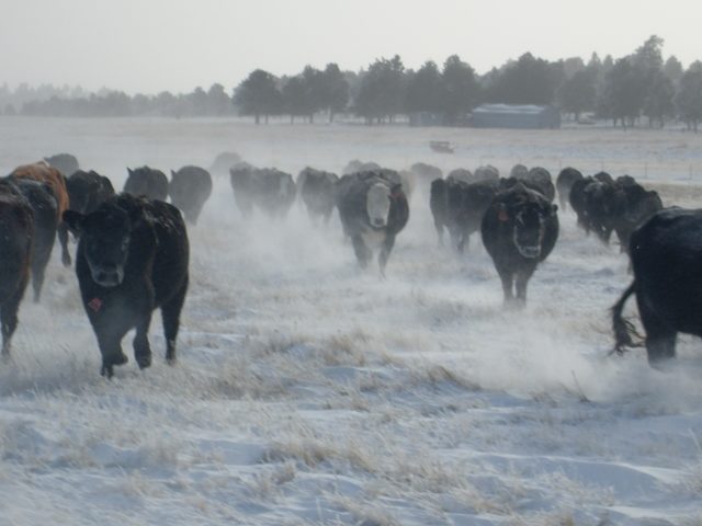 Cattle in Kansas snow