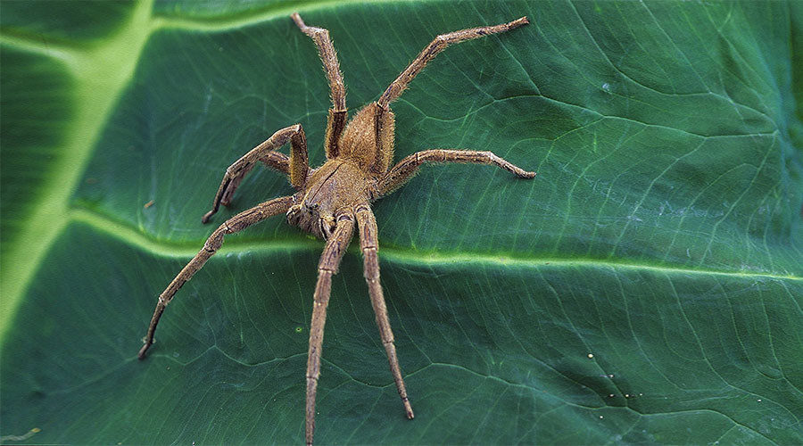 spider