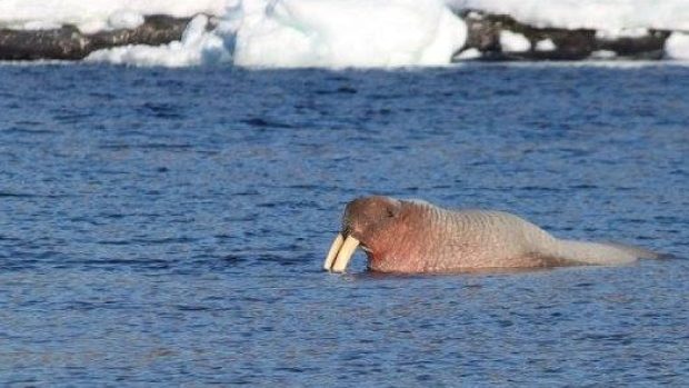 Ruby Taylor Peyton spent about half an hour watching this walrus Monday evening in White Cape Harbour. 
