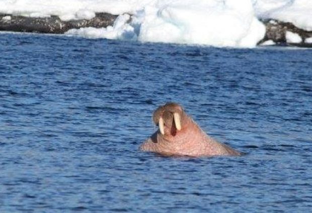 Some people walked out on the sea ice to get a better look at the walrus, while others watched the animal with binoculars.