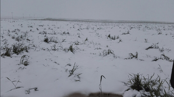 Wheat field in western Kansas almost completely covered by snow during the morning of April 29, 2017. 