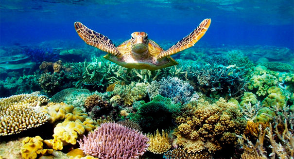 sea turtle on coral reef
